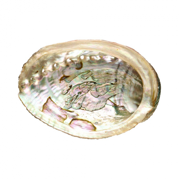 Abalone Shell Medium i gruppen Hjem & Sjel / Ritual & Seremoni / Røkelsesfat hos Rawfoodshop Scandinavia AB (7922)