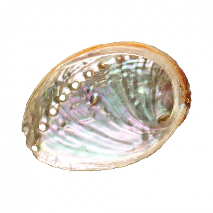 Abalone Shell Small i gruppen Hjem & Sjel / Stemning & duft / Røkelsesholdere & fat hos Rawfoodshop Scandinavia AB (7923)