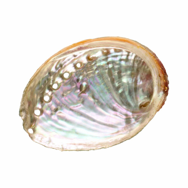 Abalone Shell Small